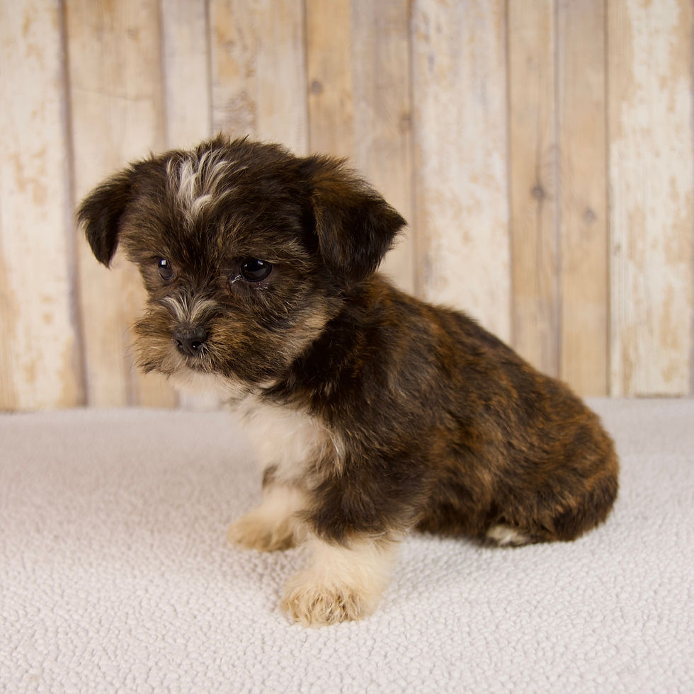 Thumbnail: Seth Shorkie