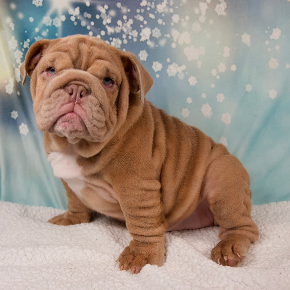 Thumbnail: English Bulldog