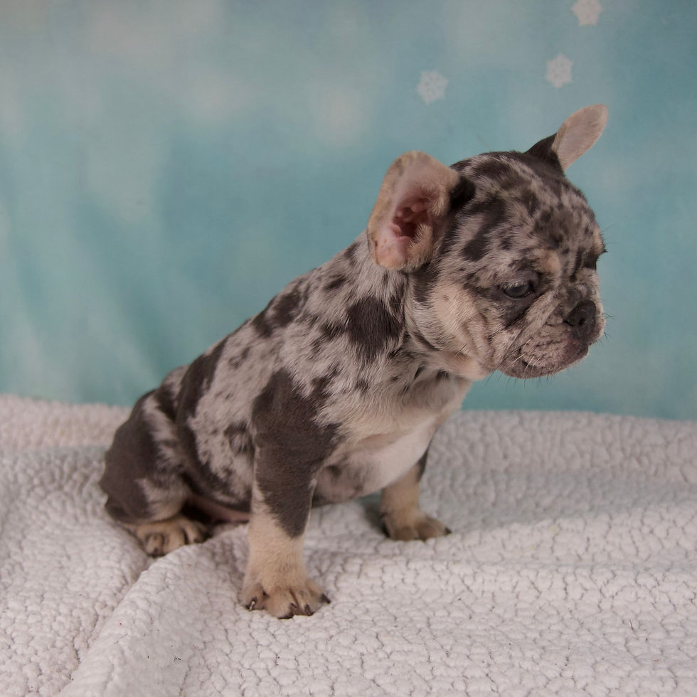 Thumbnail: French Bulldog