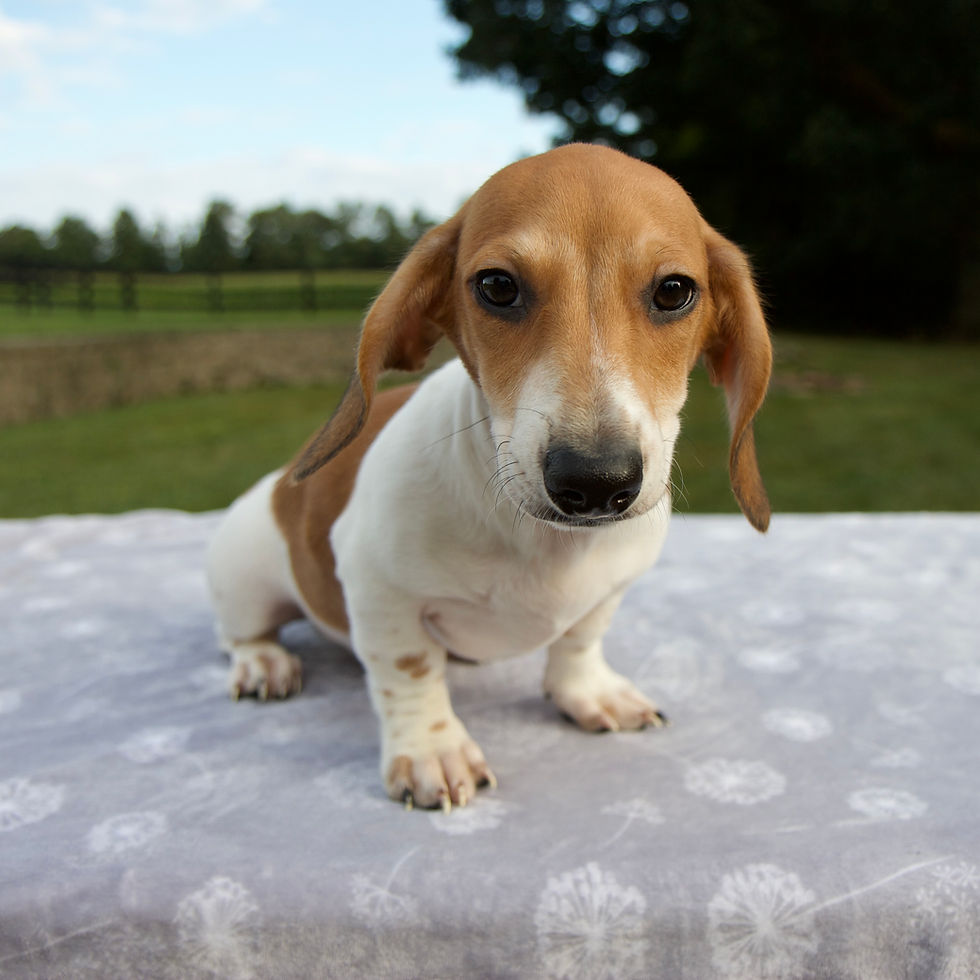 Thumbnail: dachshund