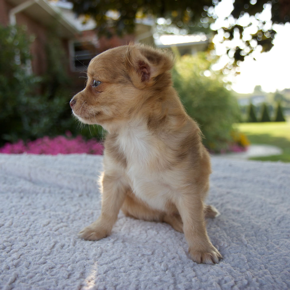 Thumbnail: Zane Chihuahua