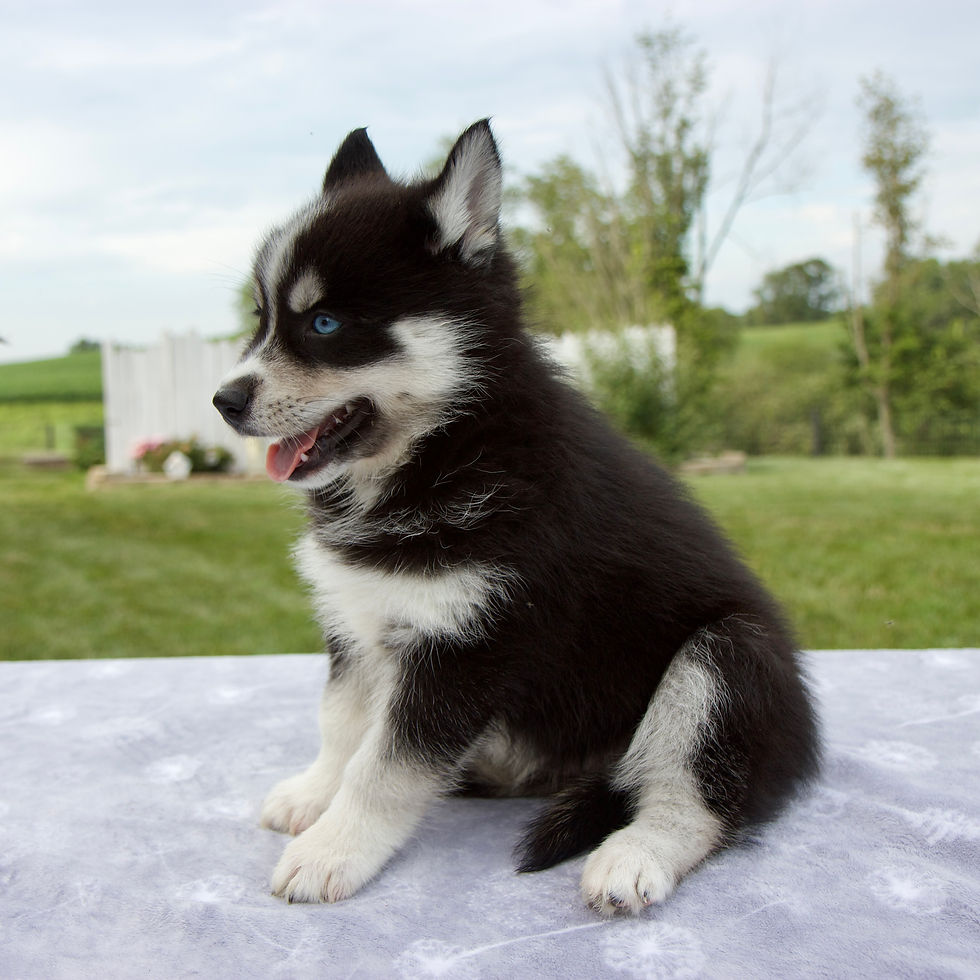 Thumbnail: Pomsky
