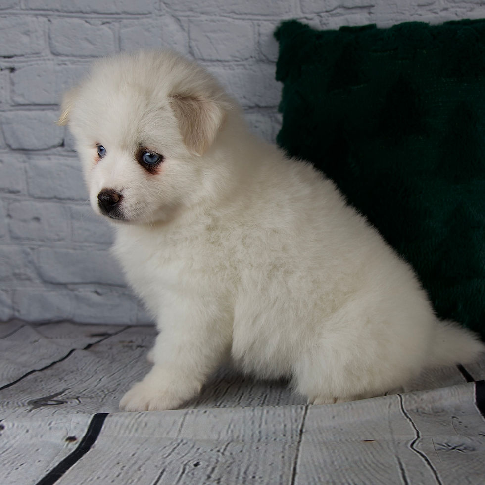 Thumbnail: Gabby Pomsky