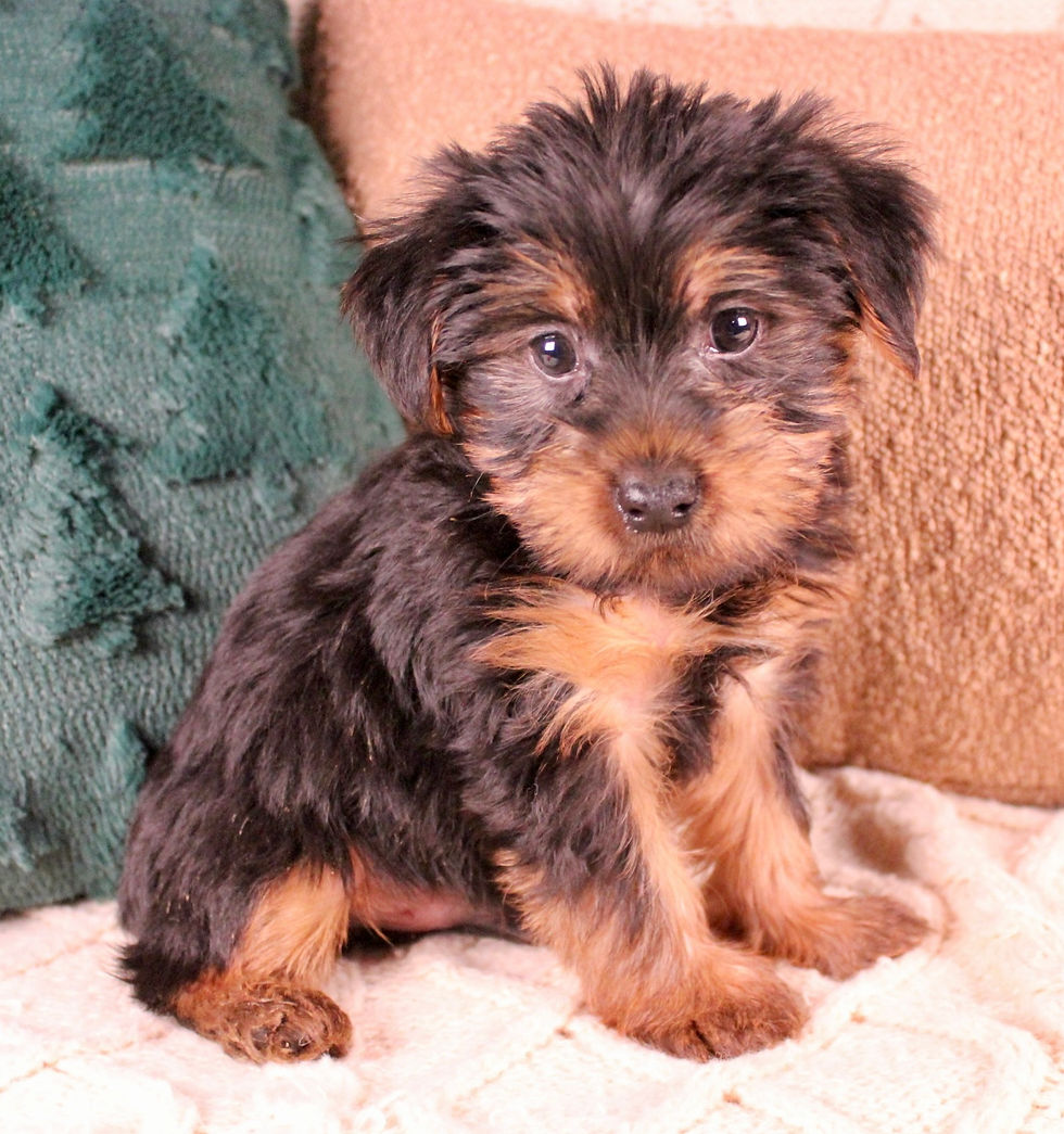 Thumbnail: Yorkshire Terrier