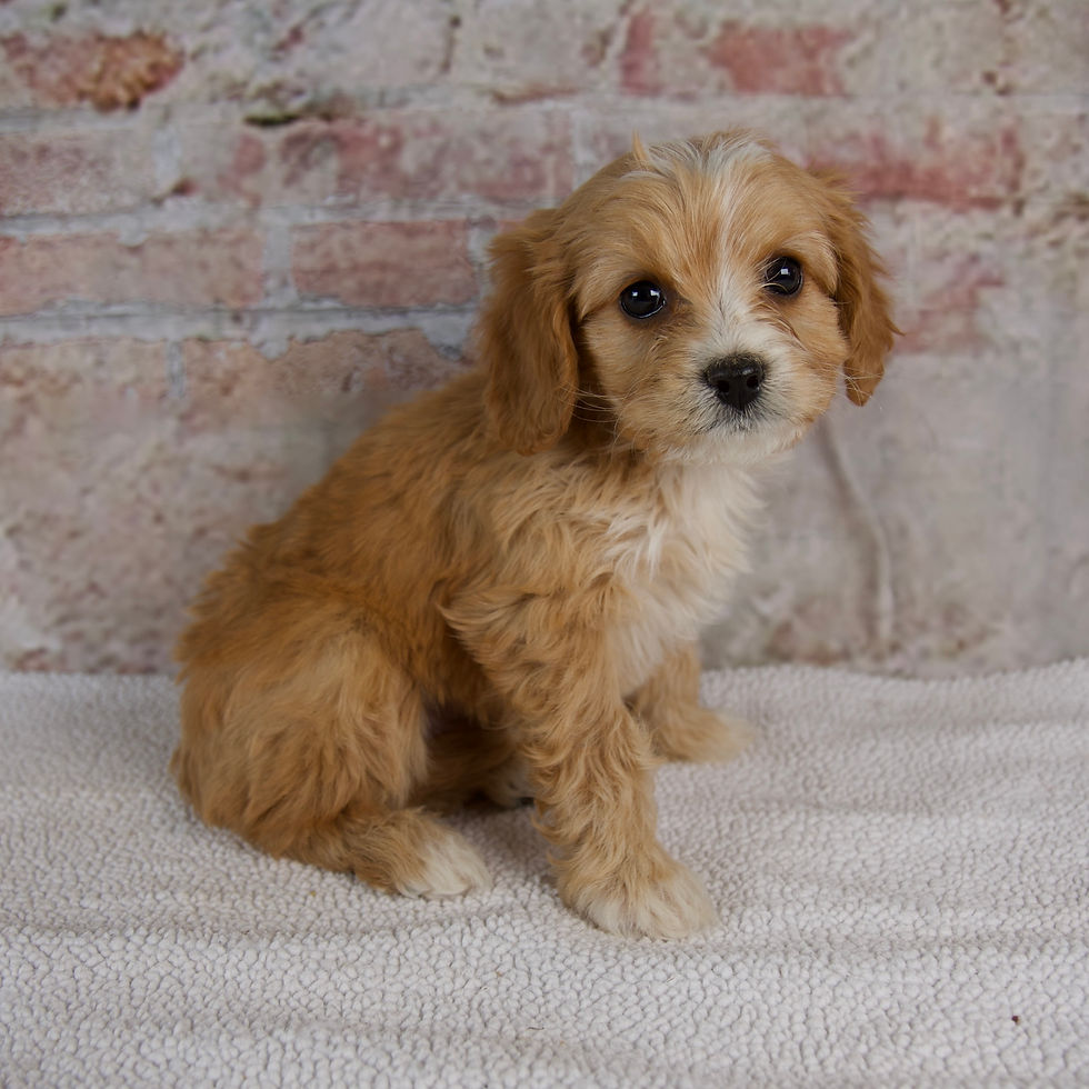 Thumbnail: Hugo Cavapoo