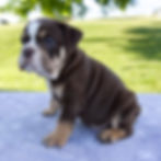 Beabull