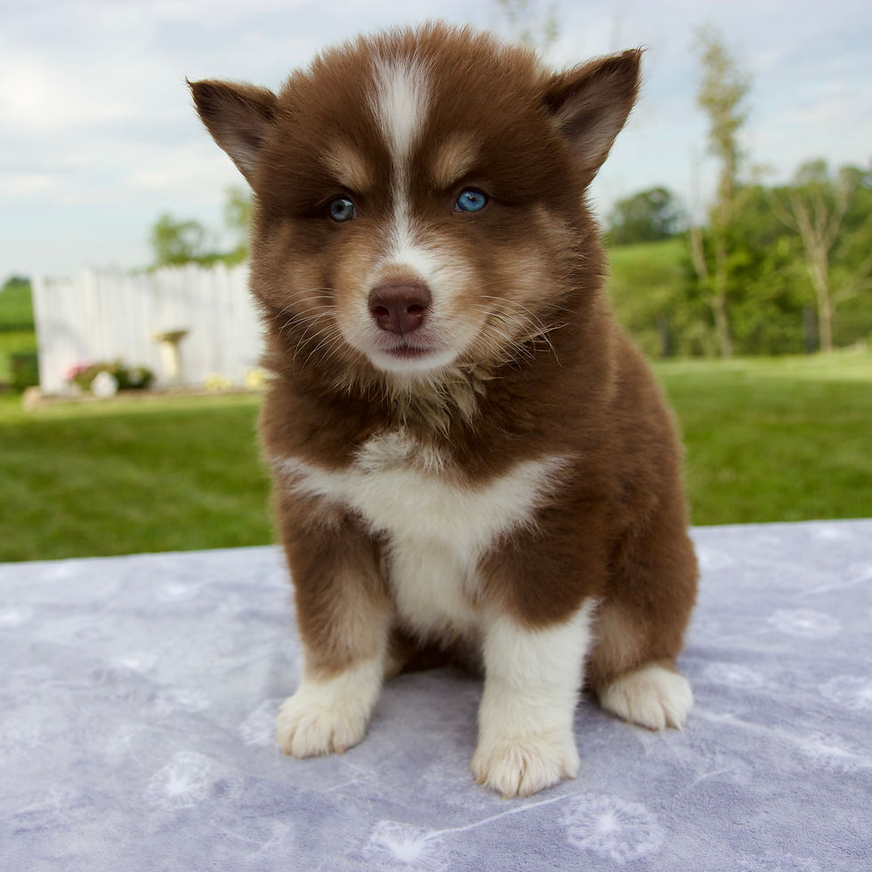 Pomsky