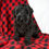 Thumbnail: Giant Schnauzer