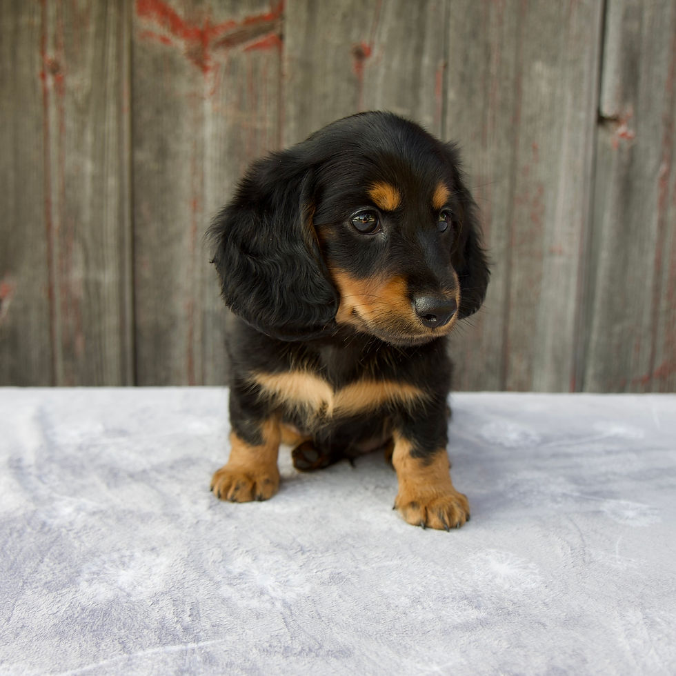 Thumbnail: dachshuand