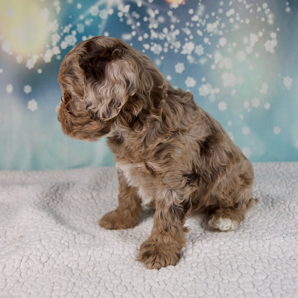 Thumbnail: Coco Cockapoo