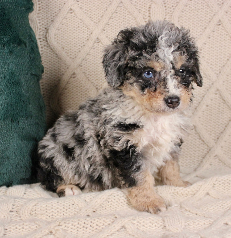 Thumbnail: Mini Bernedoodle