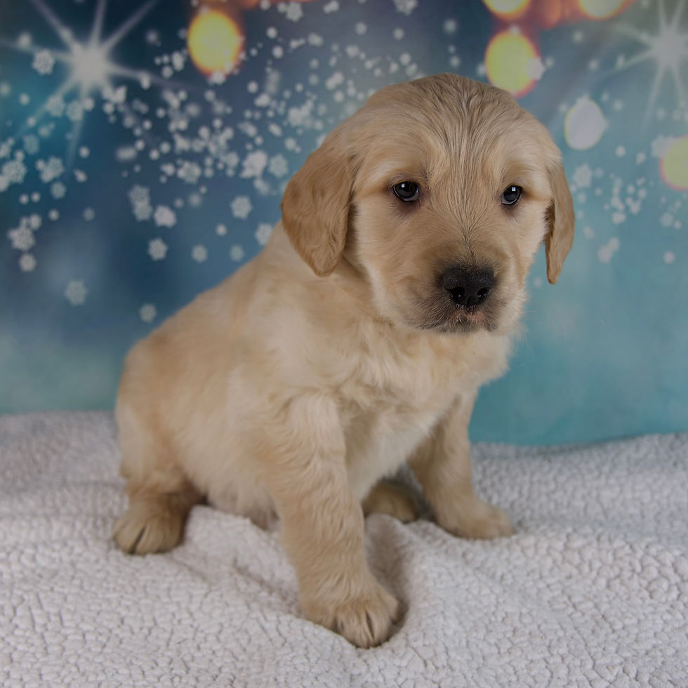 Thumbnail: Golden Retriever