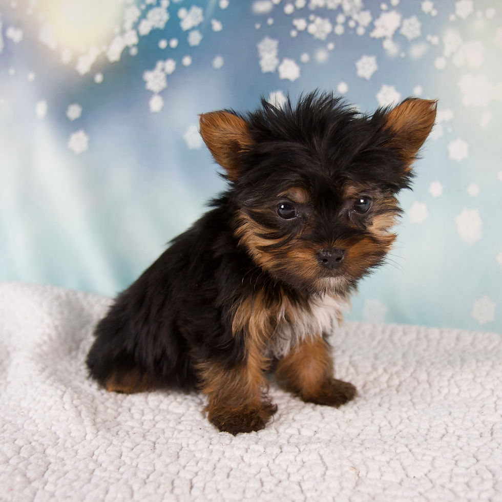Thumbnail: Yorkie
