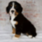 Thumbnail: Renae Bernese Mt Dog