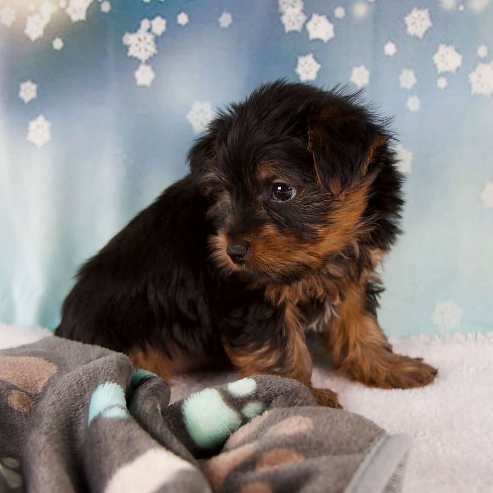 Thumbnail: Lela Yorkshire Terrier