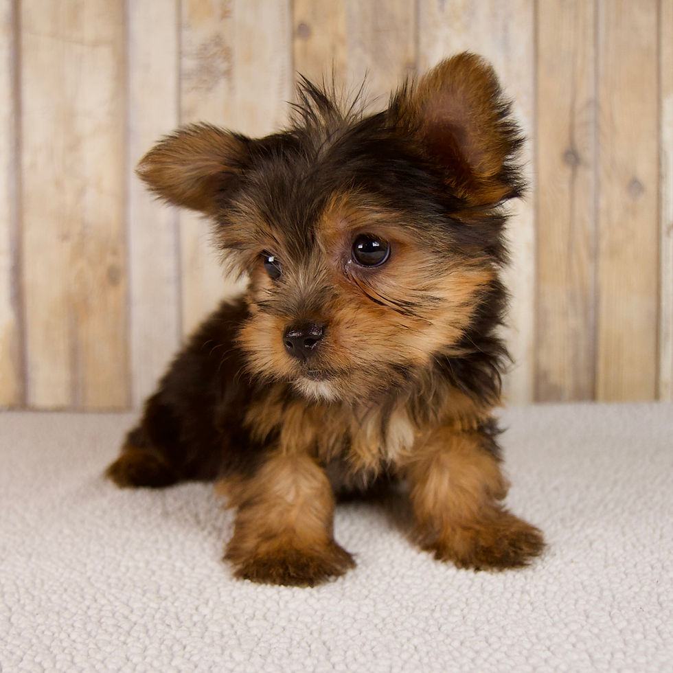 Thumbnail: Carson Yorkshire Terrier