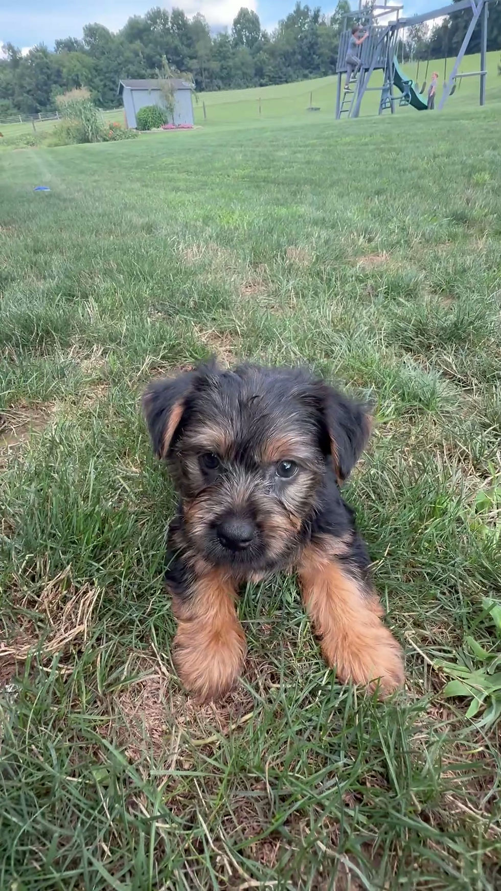 Thumbnail: Koby Yorkie