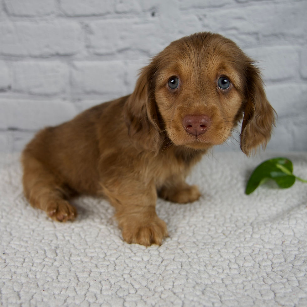 Thumbnail: Dachshund