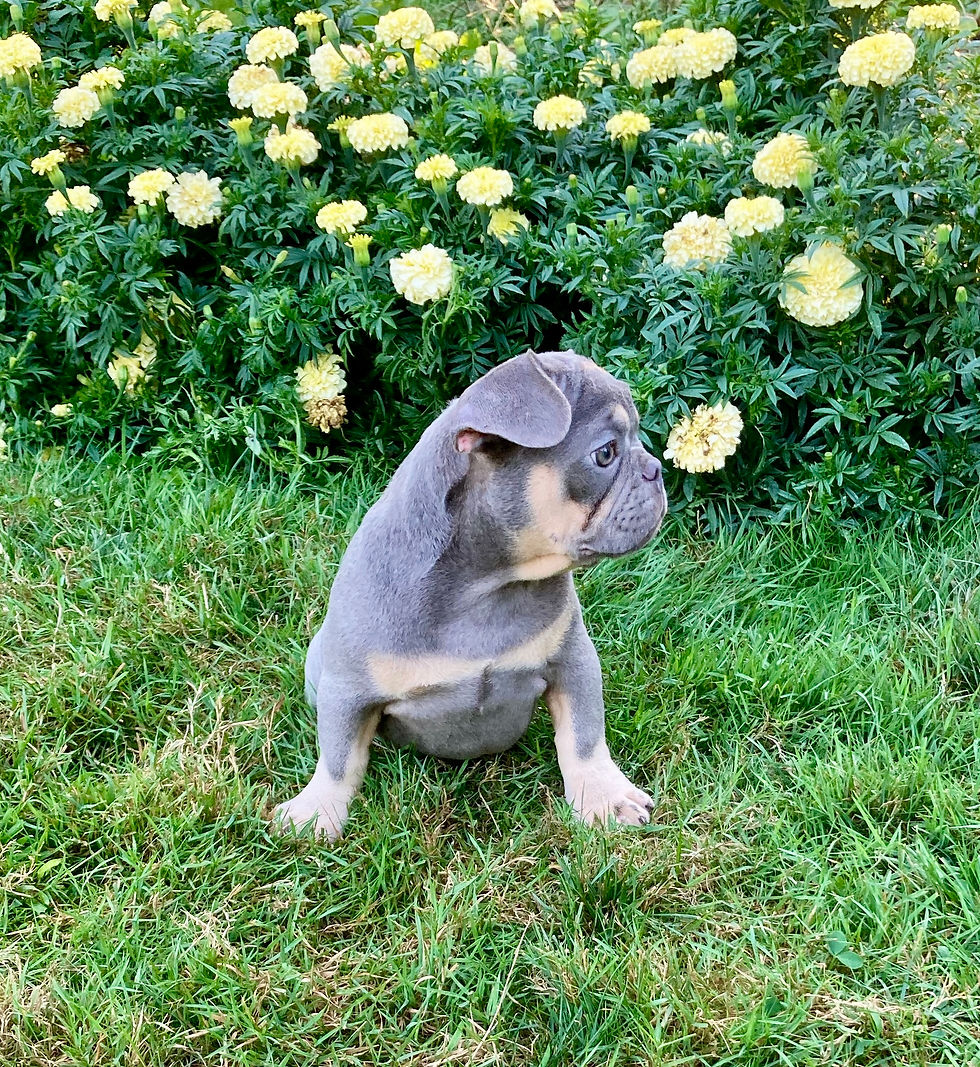 Thumbnail: Ella French Bulldog