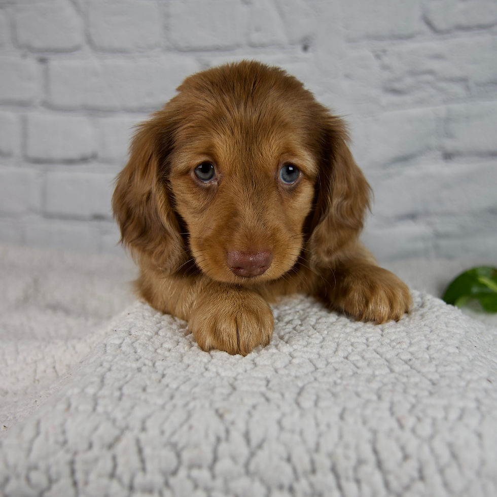 Thumbnail: Dachshund