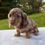 Thumbnail: Lexi Dachshund
