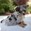 Thumbnail: Chihuahua