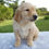 Thumbnail: Golden Retriever