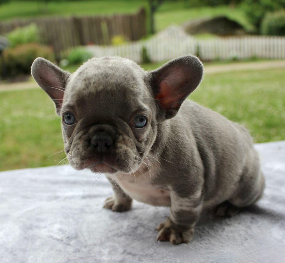Thumbnail: French Bulldog