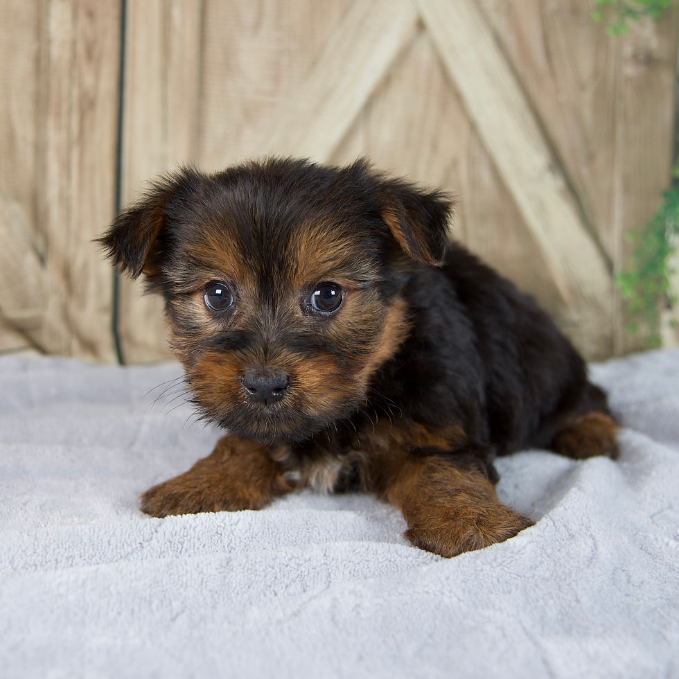 Thumbnail: Fern Yorkie