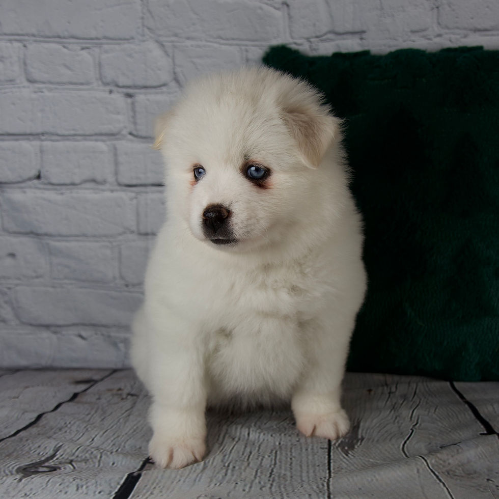 Thumbnail: Gabby Pomsky