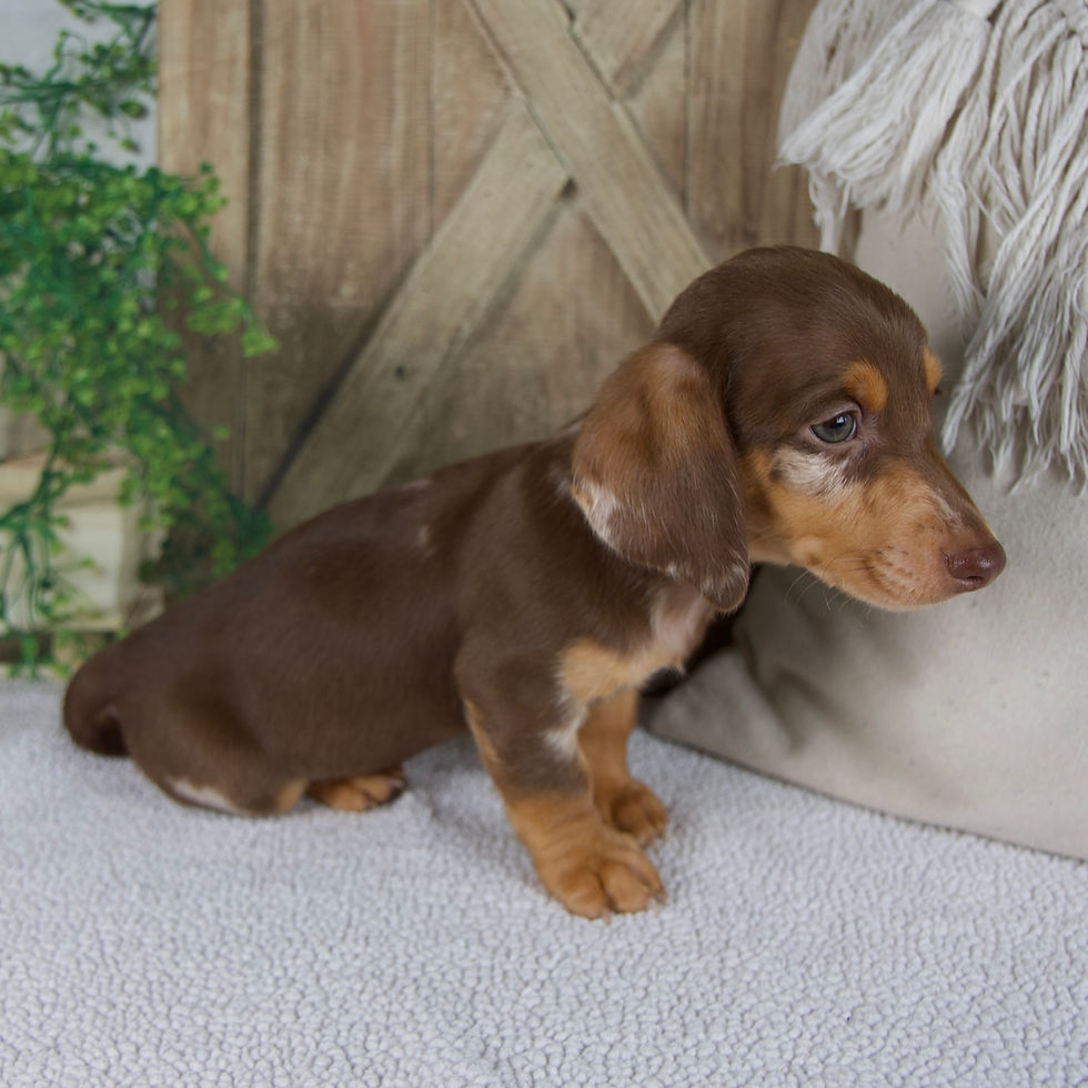 Thumbnail: Bluey Miniature Dachshund