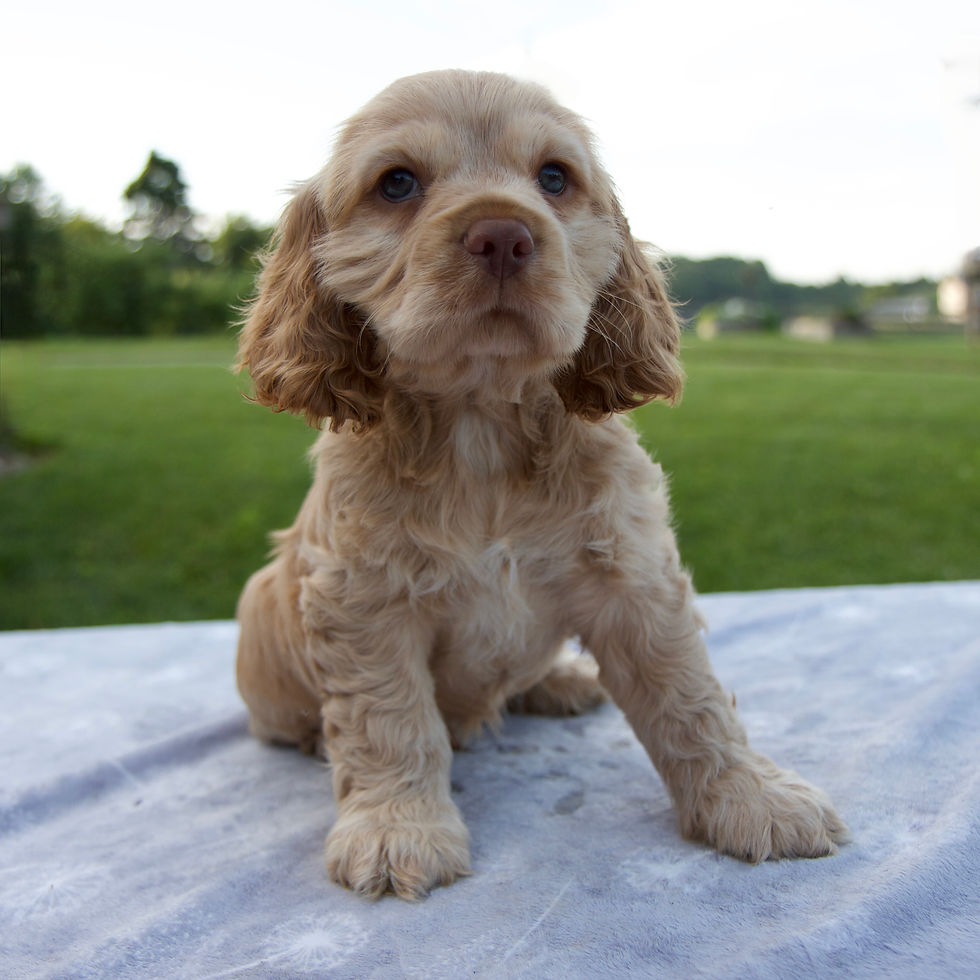 Thumbnail: Rascal Cocker Spaniel