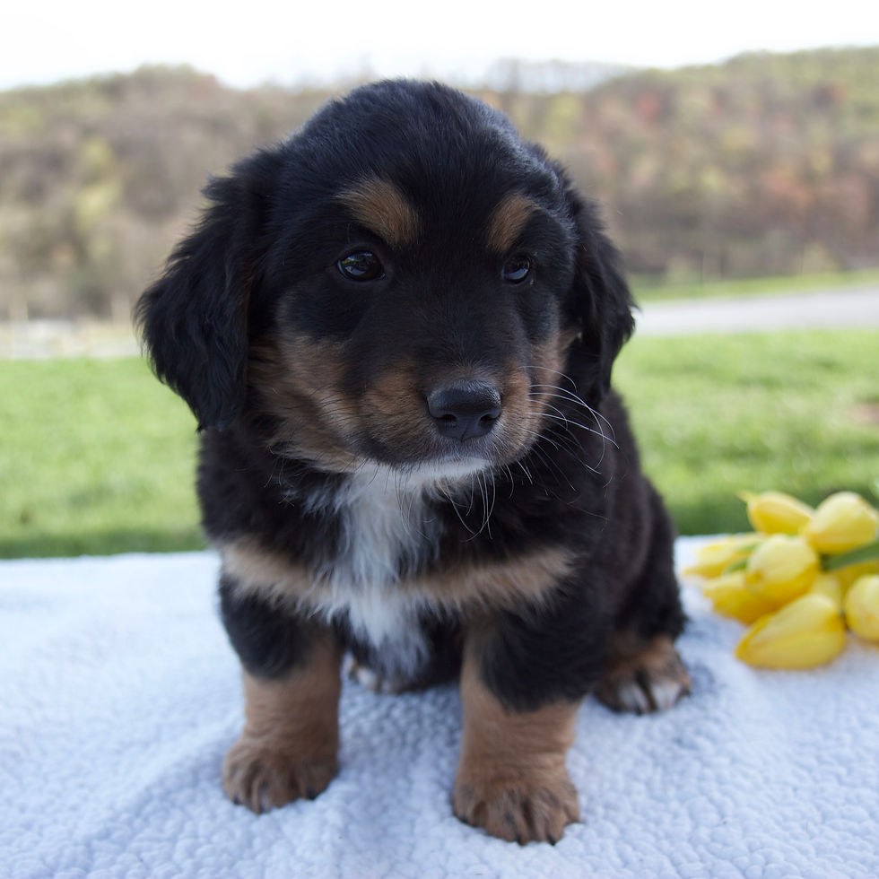 Thumbnail: Nico Bernese mix