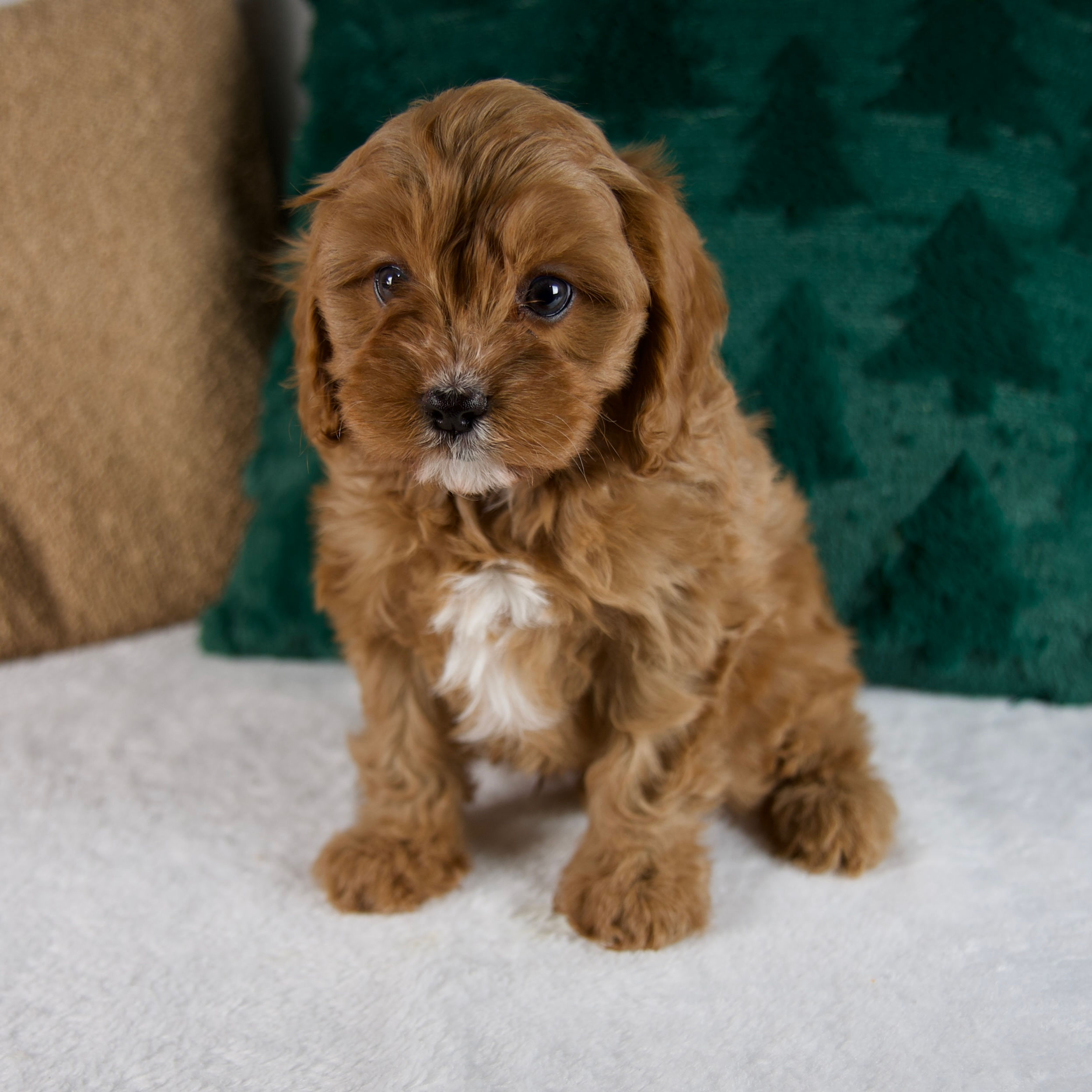 Ben Cavapoo