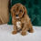 Thumbnail: Ben Cavapoo