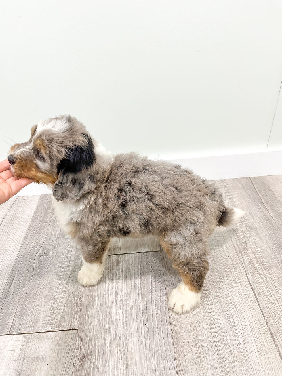 Thumbnail: Avery Bernedoodle