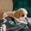 Thumbnail: Arlo Cavalier King Charles Spaniel