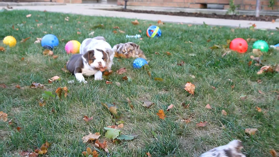 Thumbnail: Chase Beabull