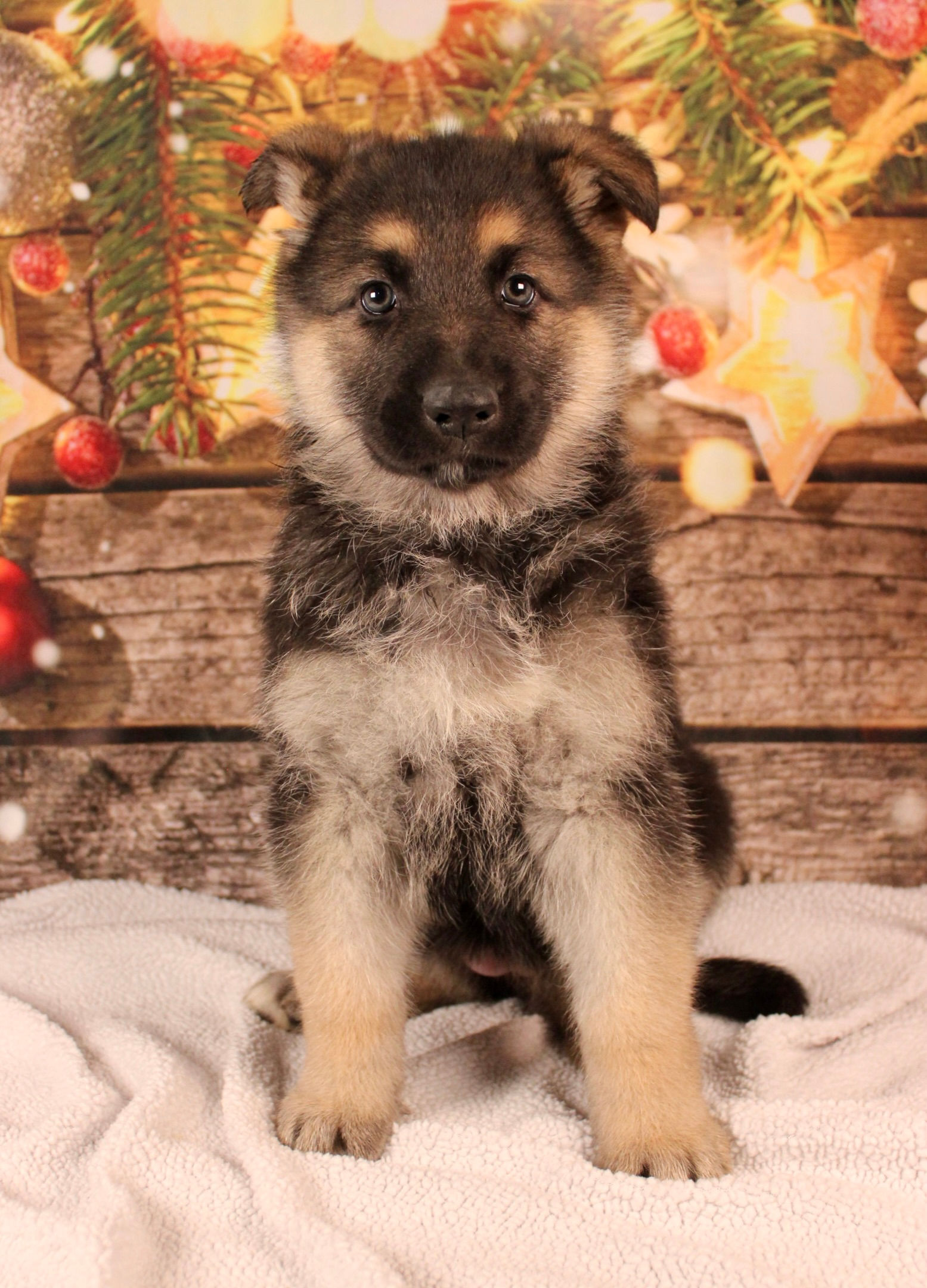 German Shepherd