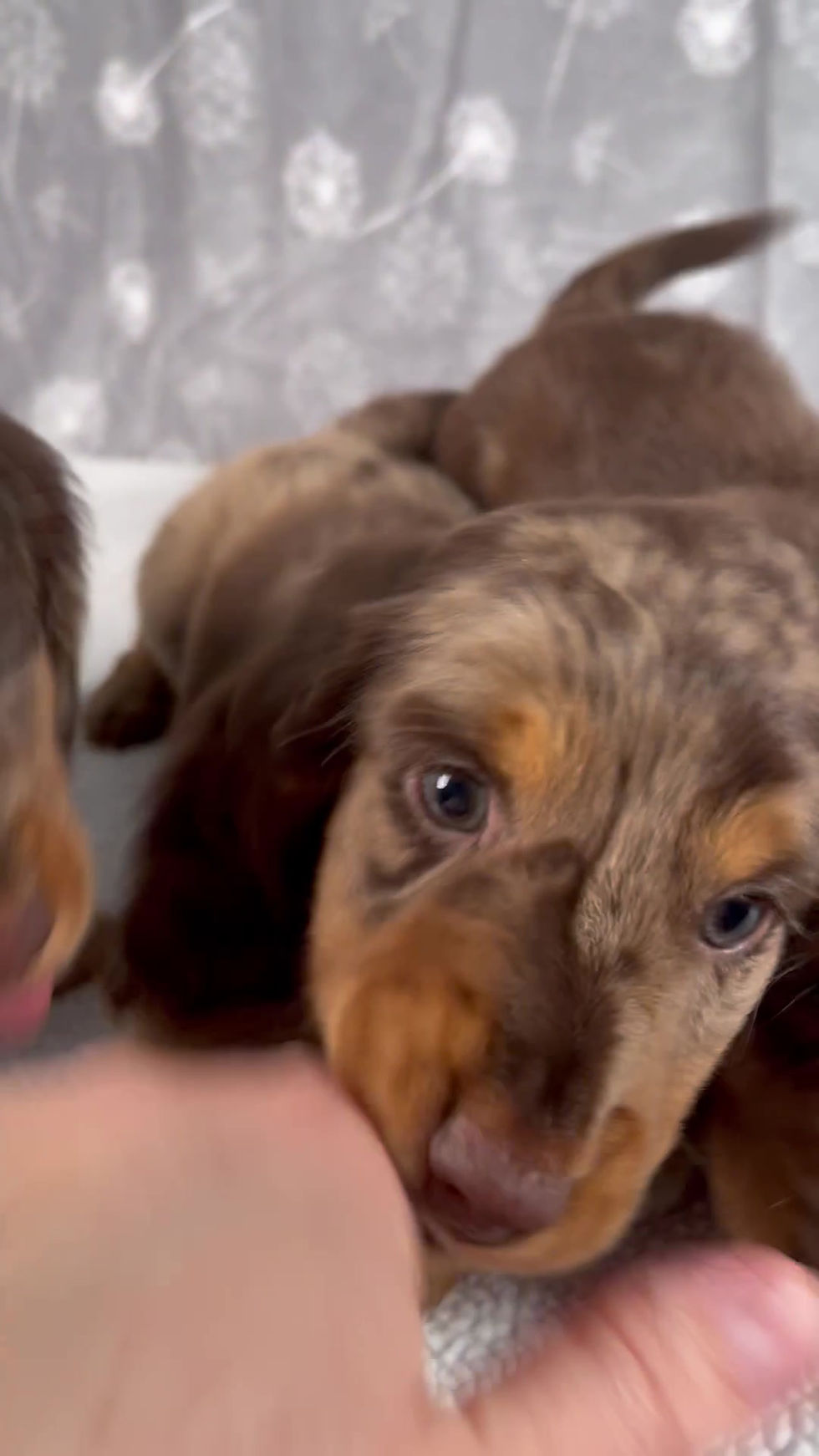 Thumbnail: Jasper Dachshund
