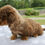 Thumbnail: Dachshund Puppy