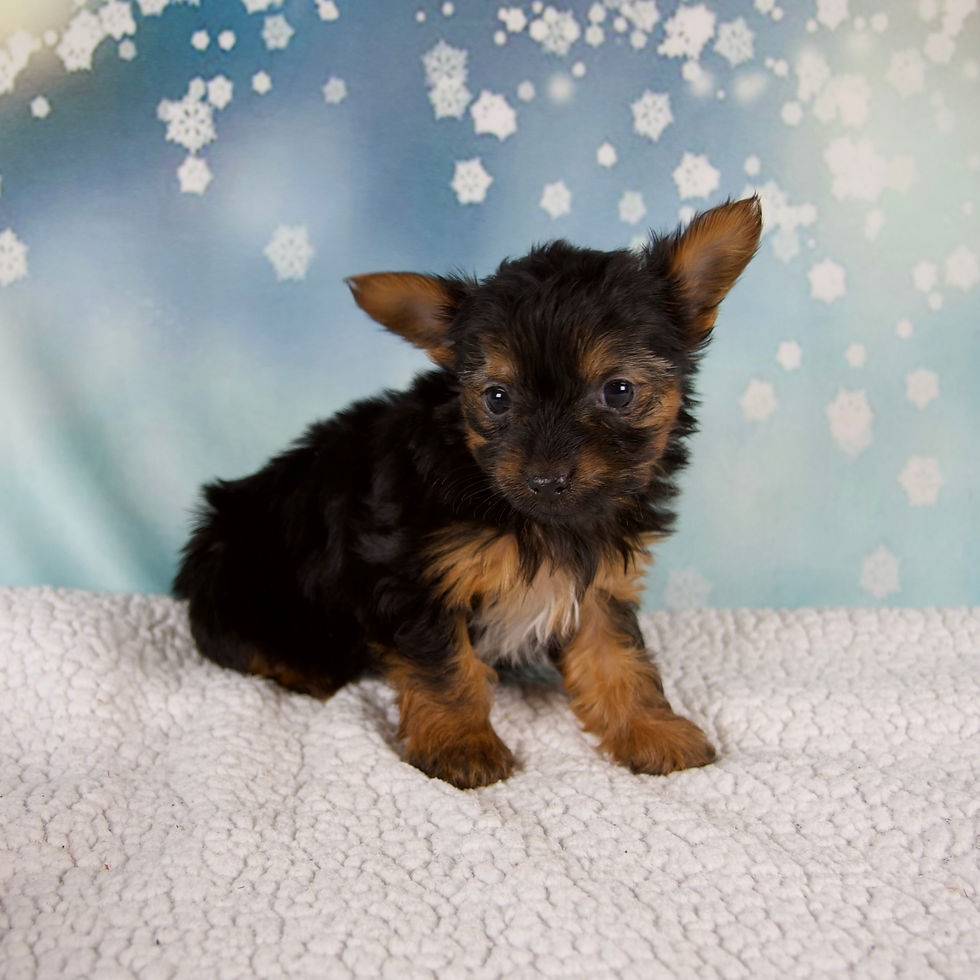 Thumbnail: Kylie Yorkie