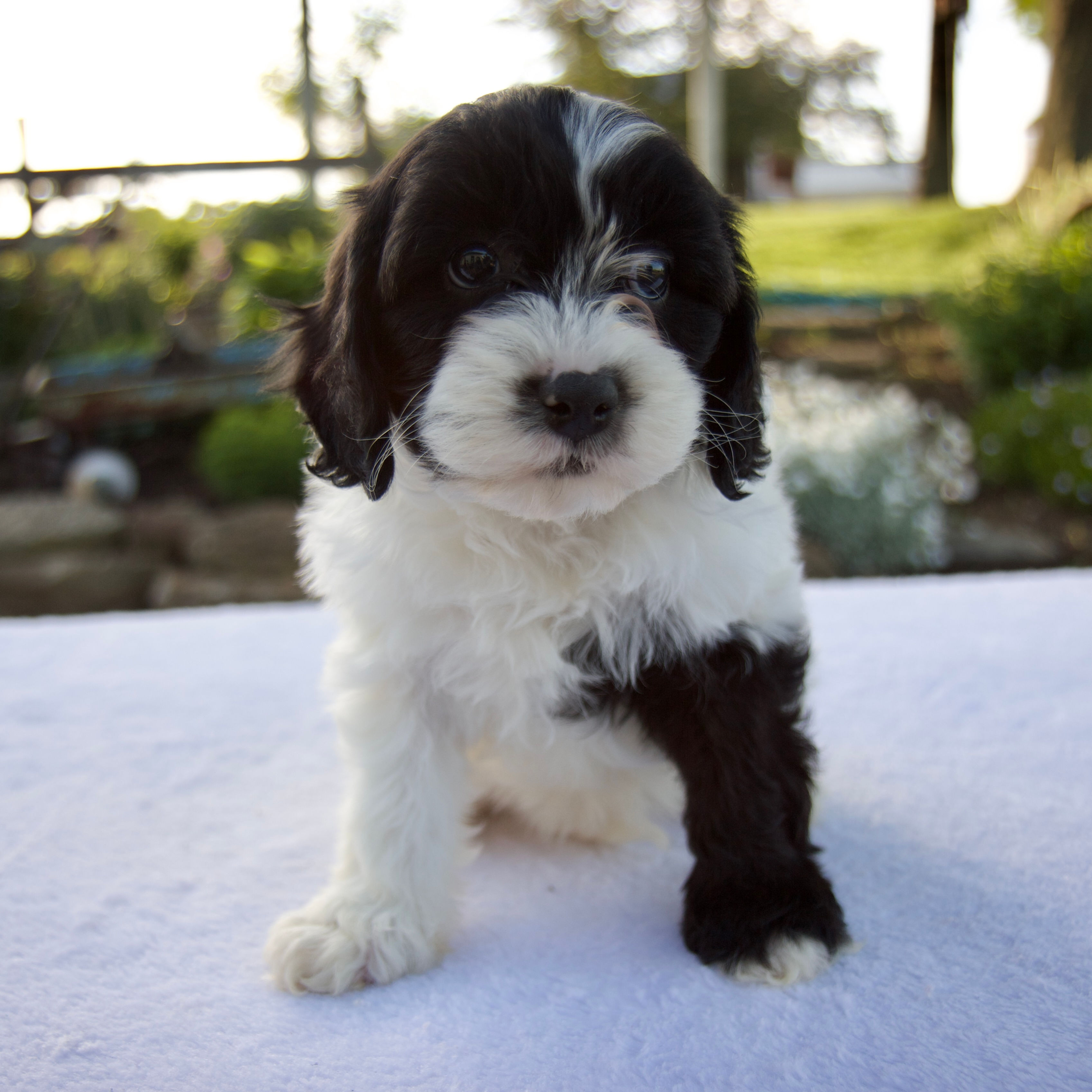 Blossom Cavapoo