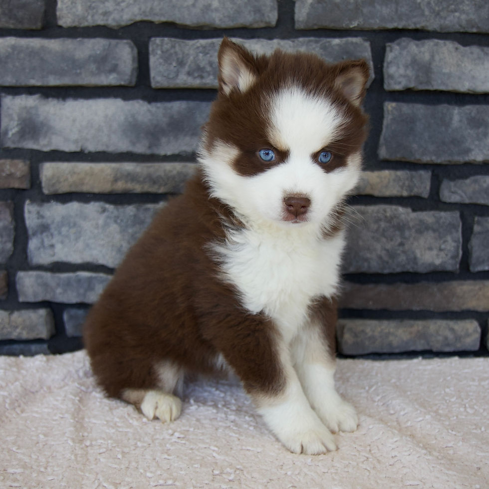 Thumbnail: Pomsky