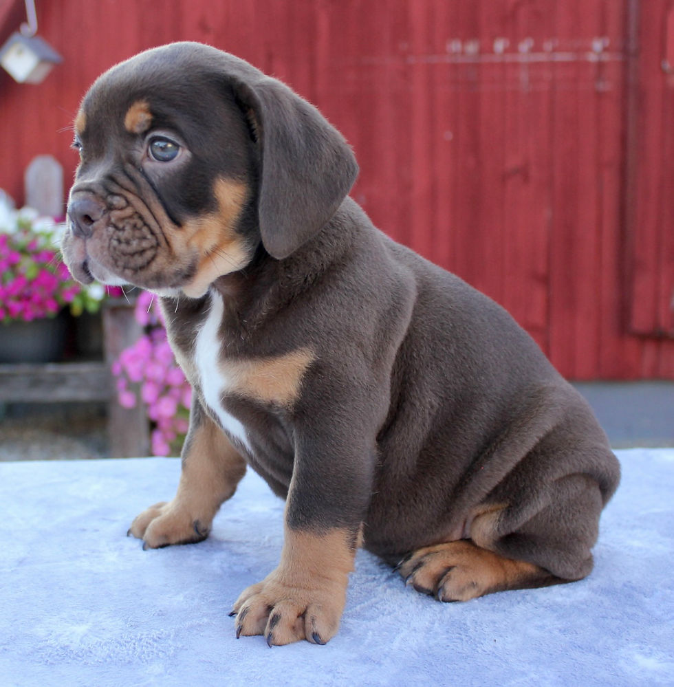 Thumbnail: Boone Beabull