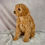 Thumbnail: Skipper Cavapoo