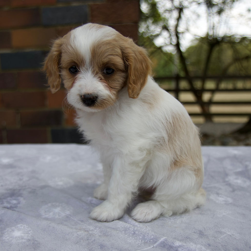 Thumbnail: Cavapoo