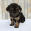 Thumbnail: Kara Morkie