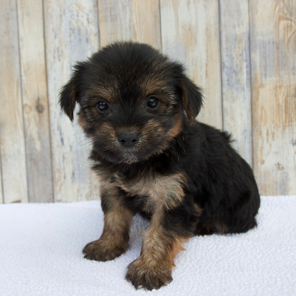 Thumbnail: Kara Morkie