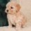 Thumbnail: Cavapoo